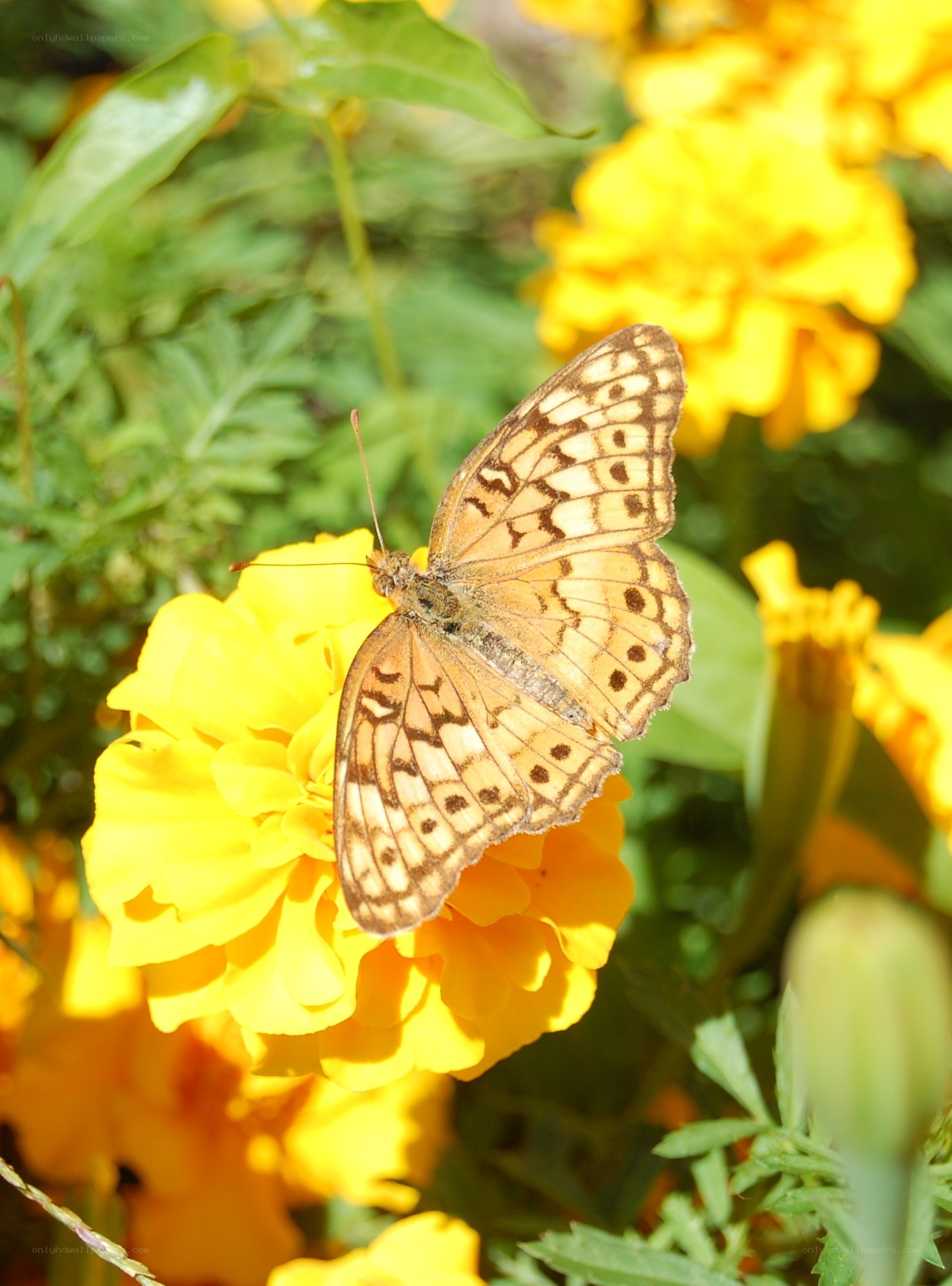 butterfly on yellow flower