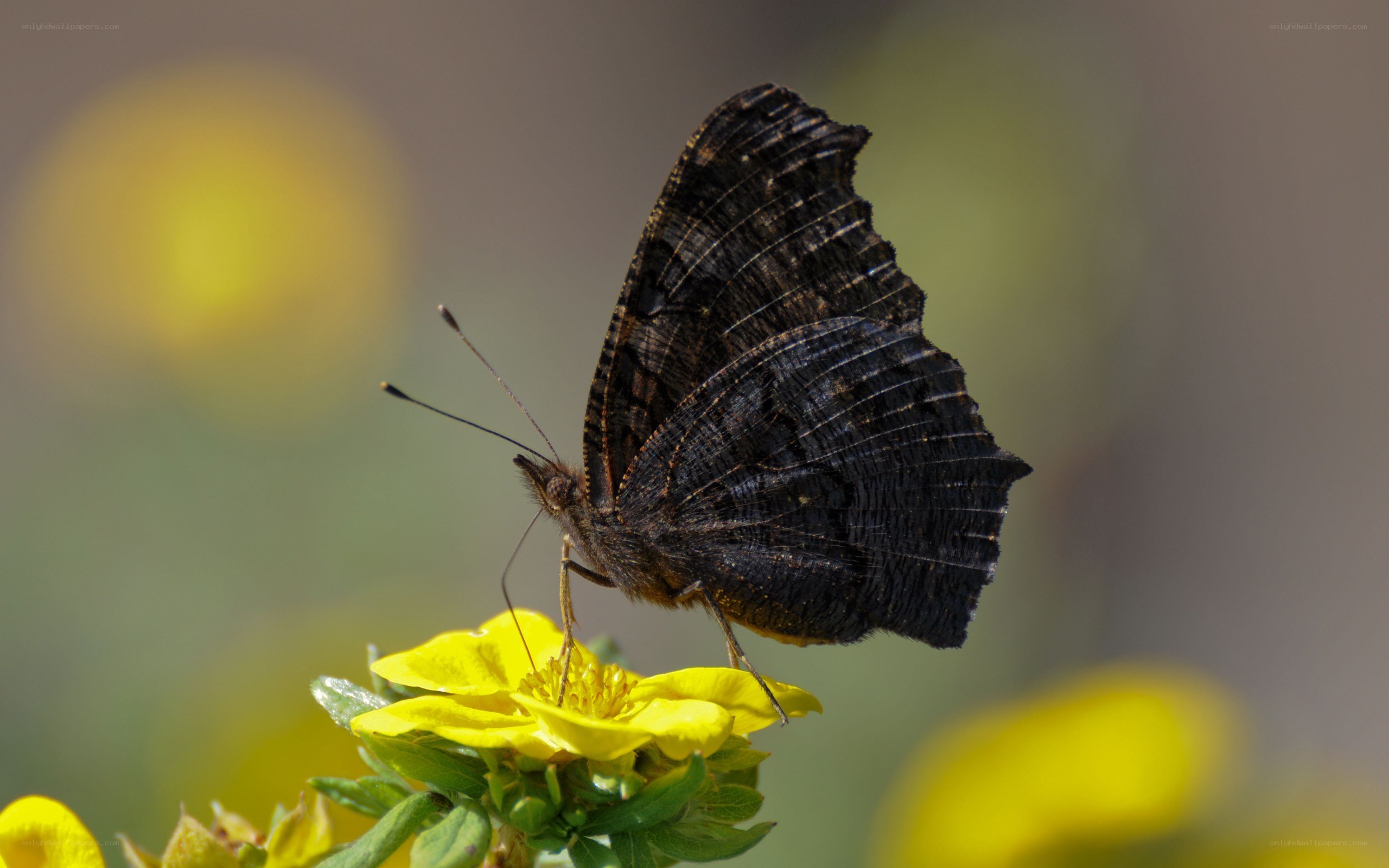 Butterfly on yellow flower