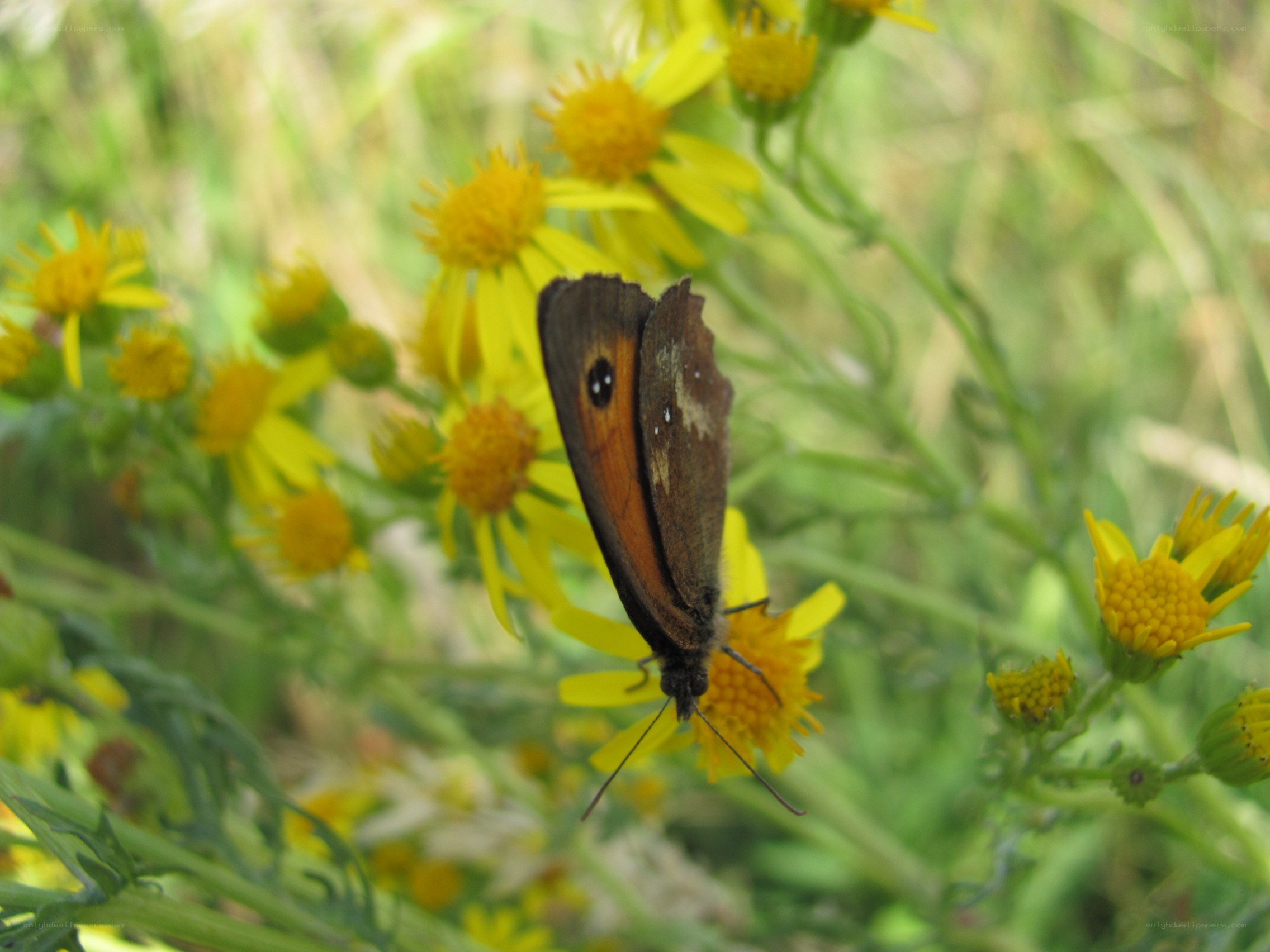butterfly on yellow flower