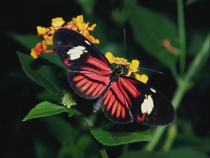 butterfly on yellow flower