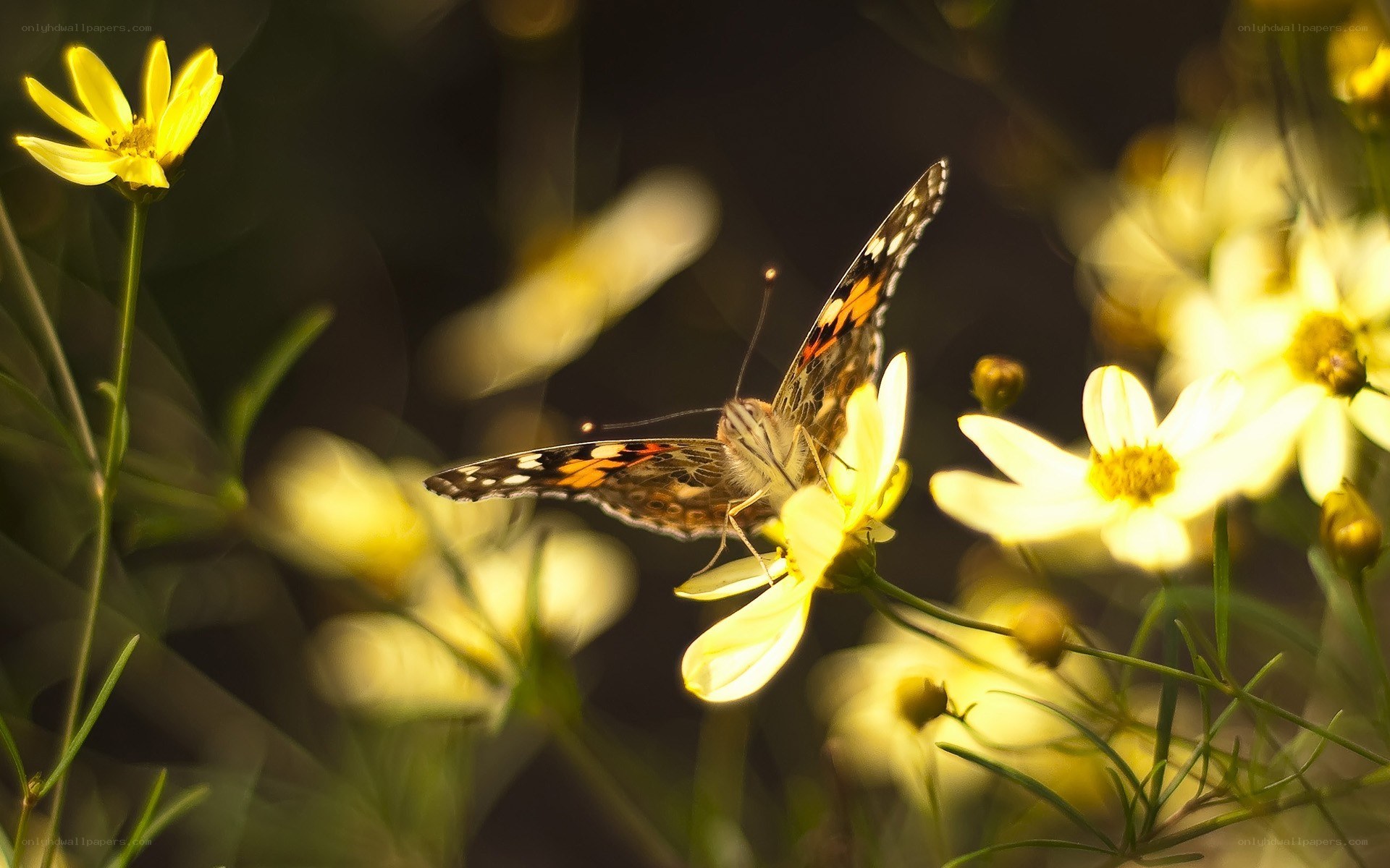 Butterfly on yellow flower
