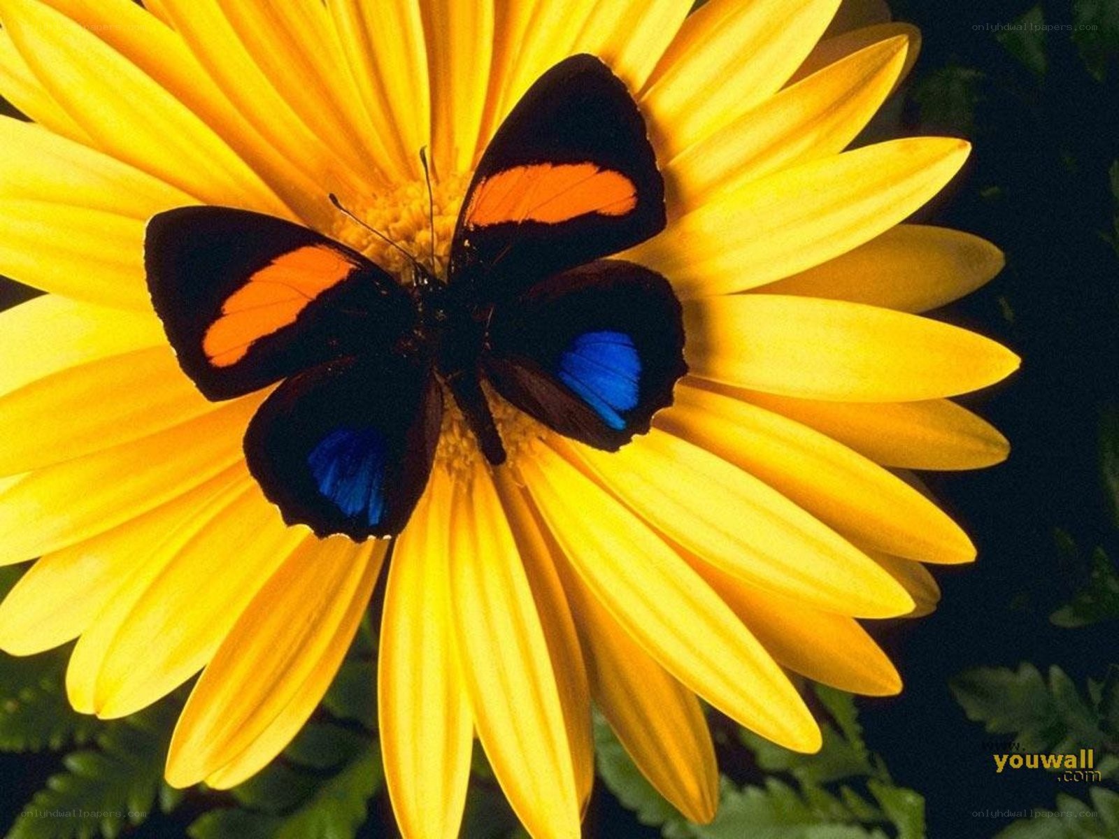 Butterfly on yellow flower