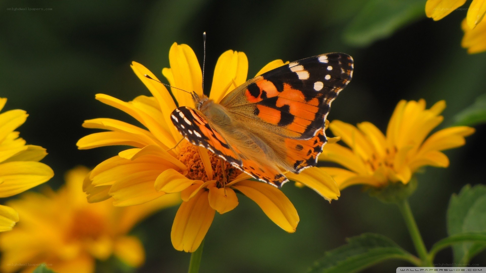 butterfly on yellow flower