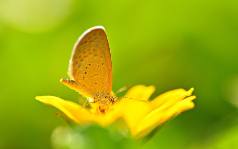 butterfly on yellow flower
