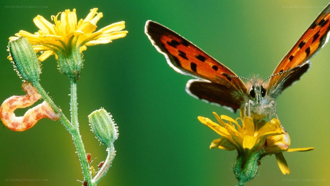 Butterfly on yellow flower