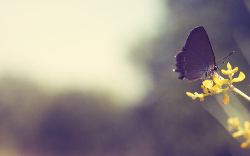 Butterfly on yellow flower
