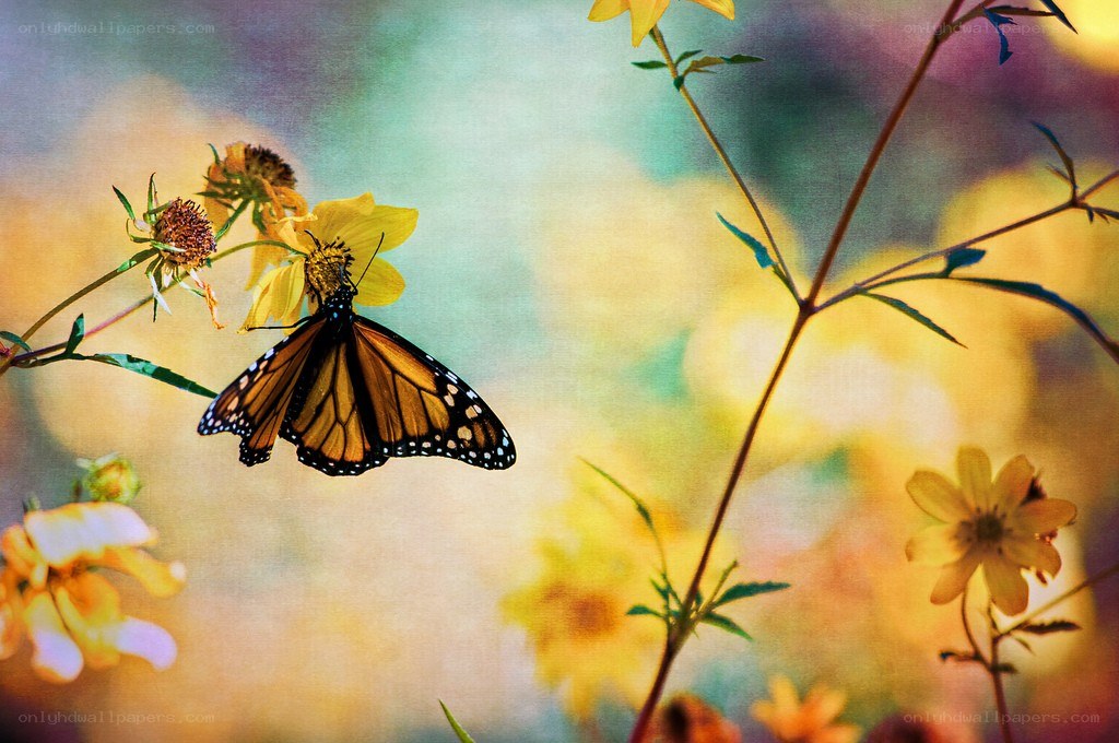 butterfly on yellow flower