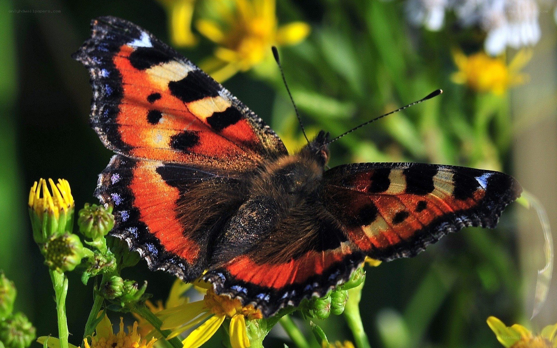 butterfly on yellow flower