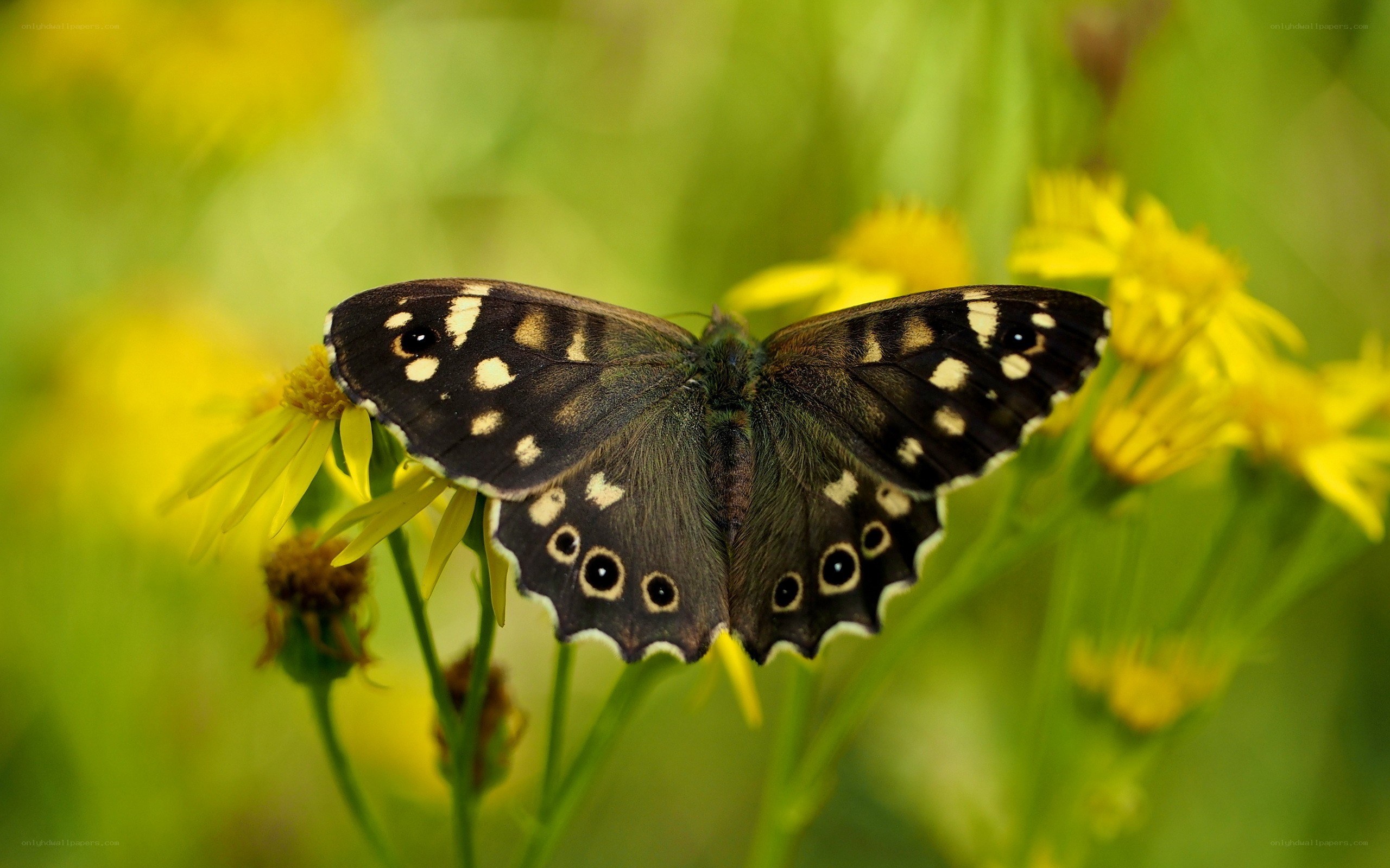 Butterfly on yellow flower