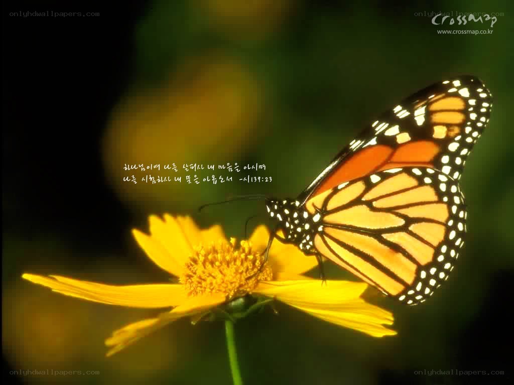 butterfly on yellow flower