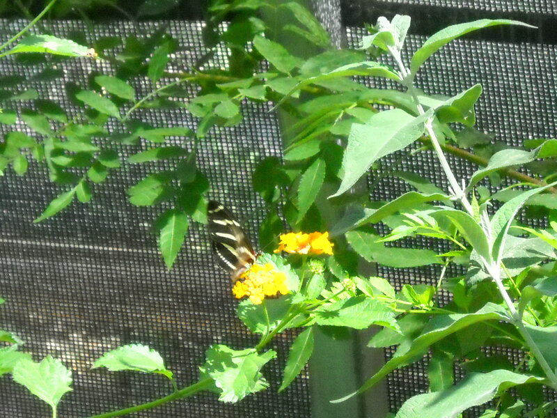 Butterfly on yellow flower