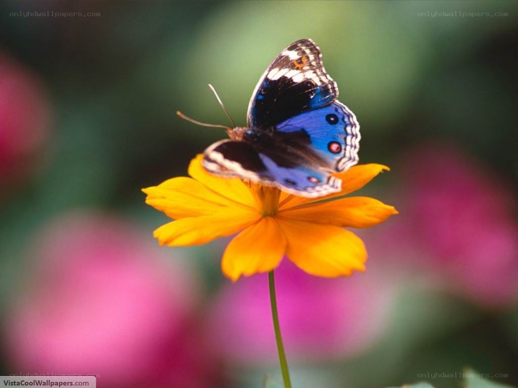 butterfly on yellow flower
