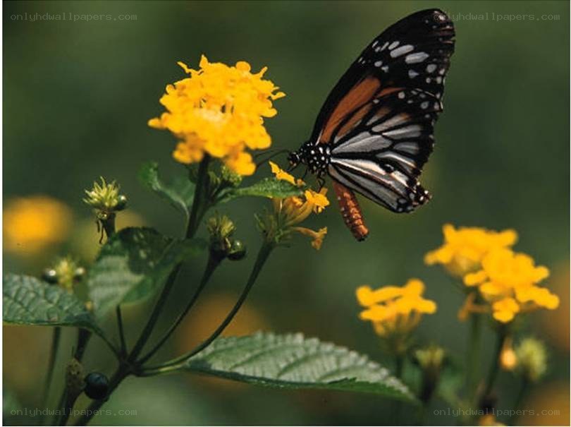 butterfly on yellow flower