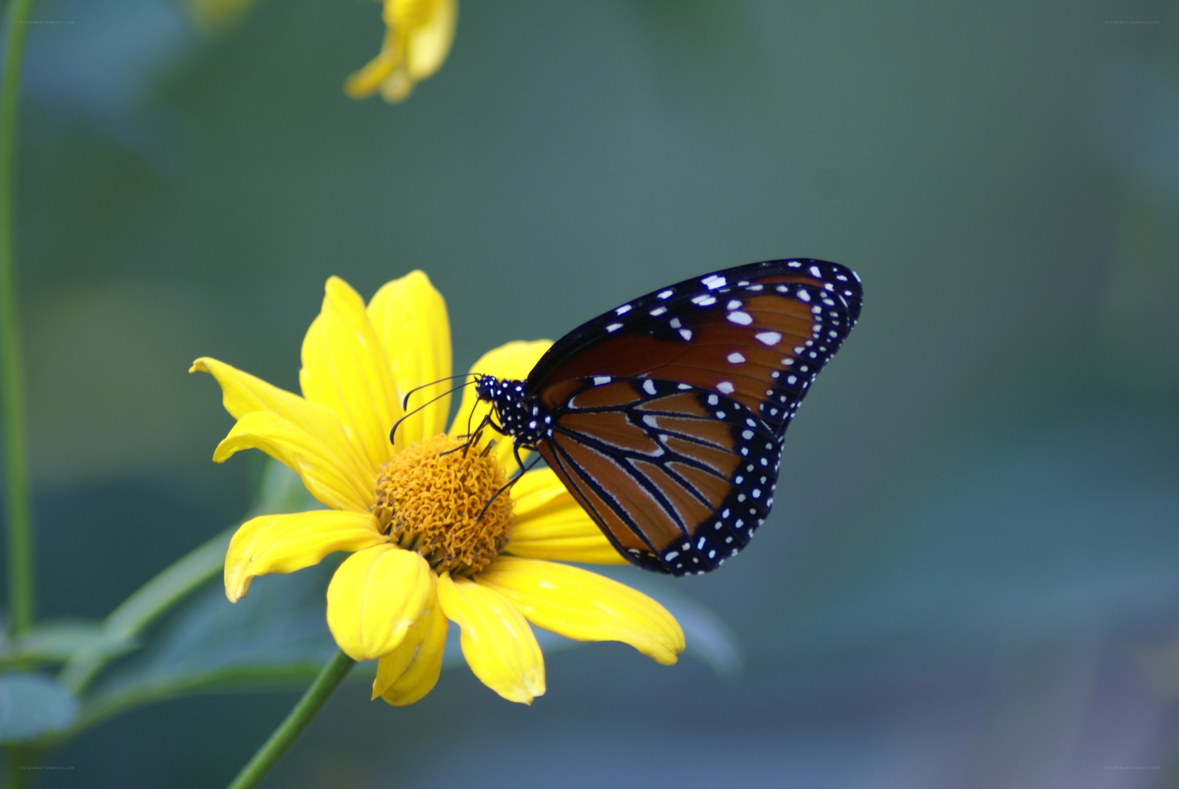 Butterfly on yellow flower