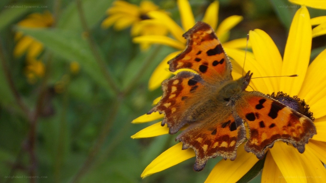 butterfly on yellow flower