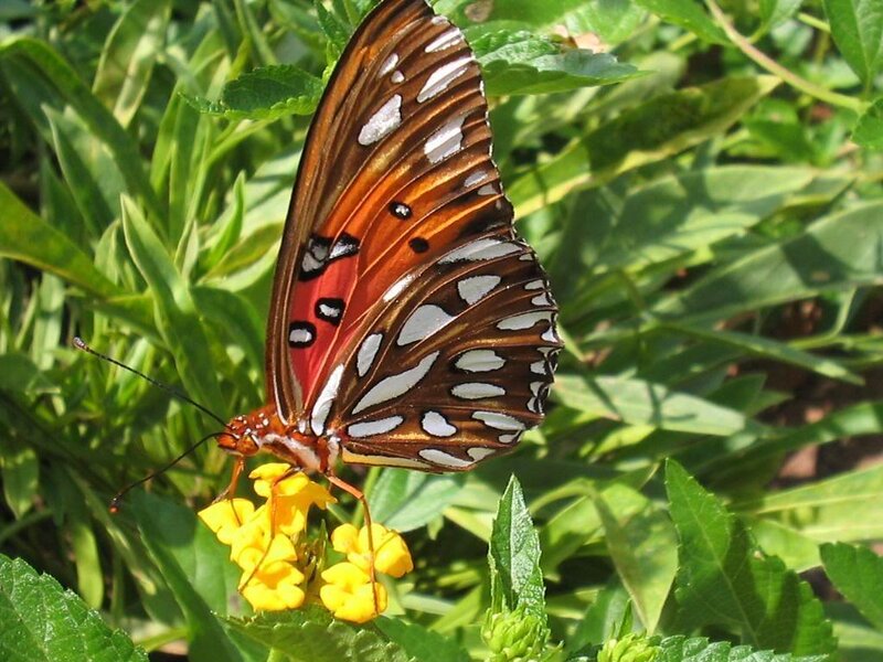 butterfly on yellow flower