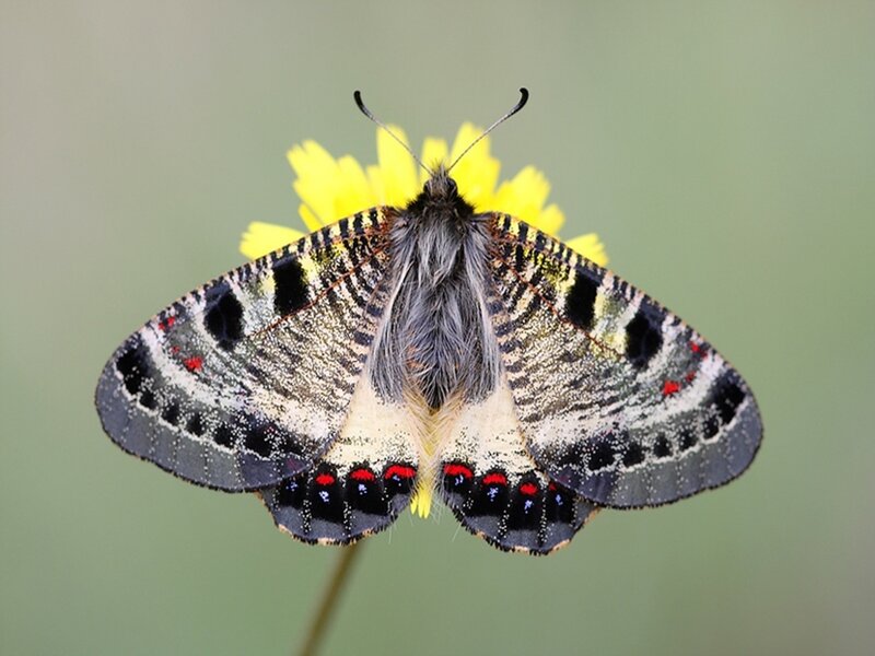 butterfly on yellow flower