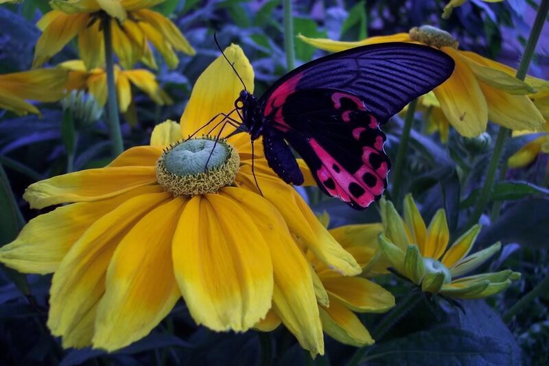Butterfly on yellow flower