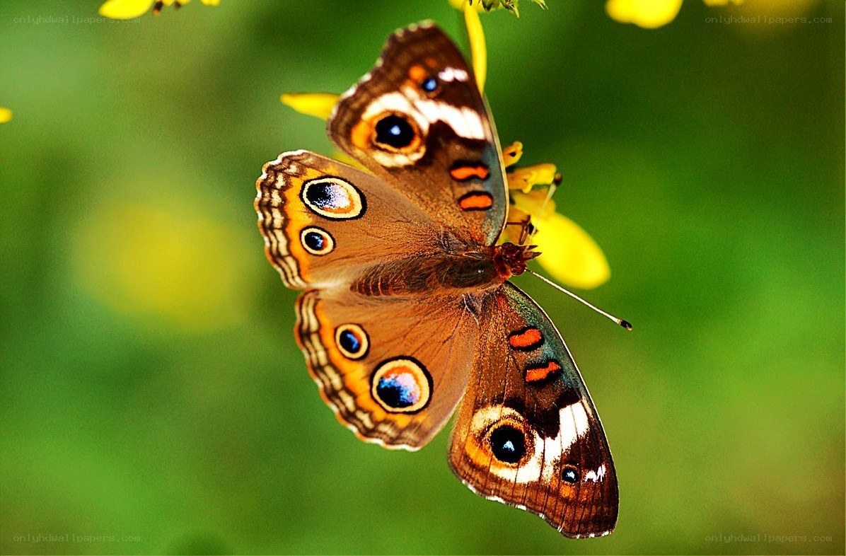 Butterfly on yellow flower