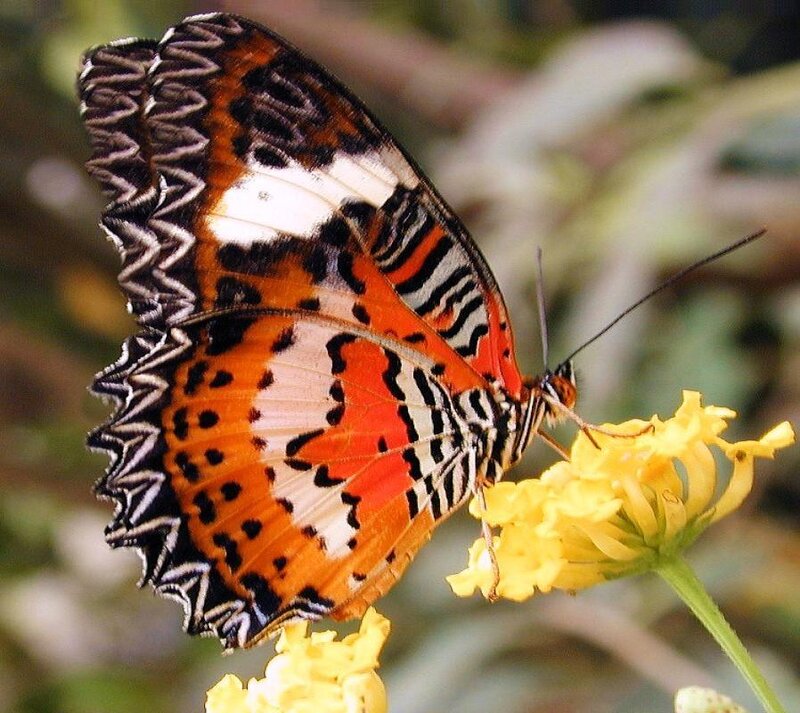 butterfly on yellow flower