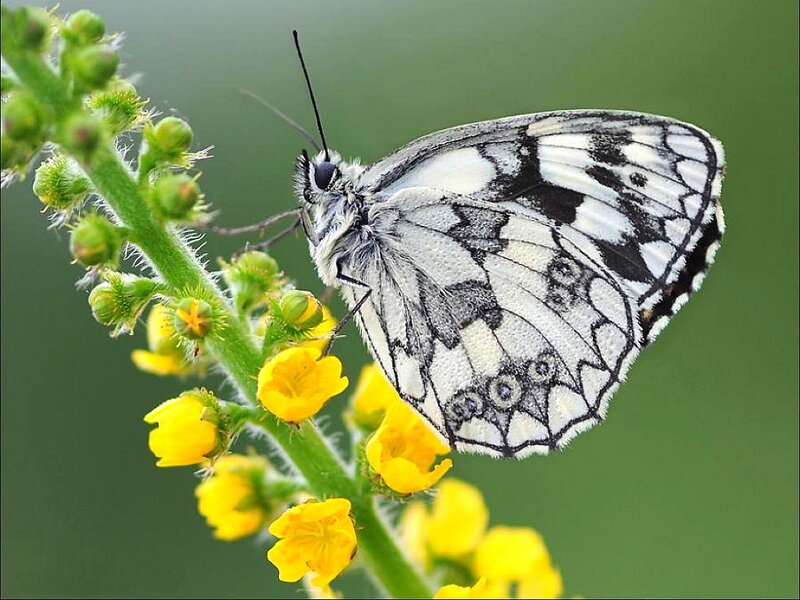 butterfly on yellow flower