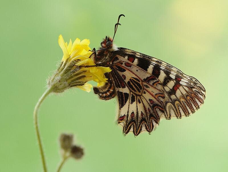 butterfly on yellow flower