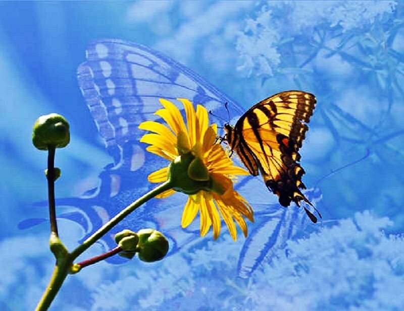 butterfly on yellow flower