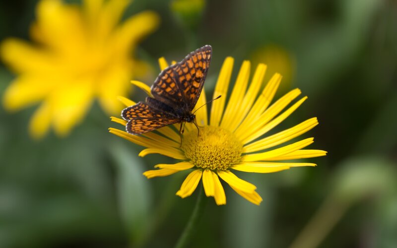 Butterfly on yellow flower