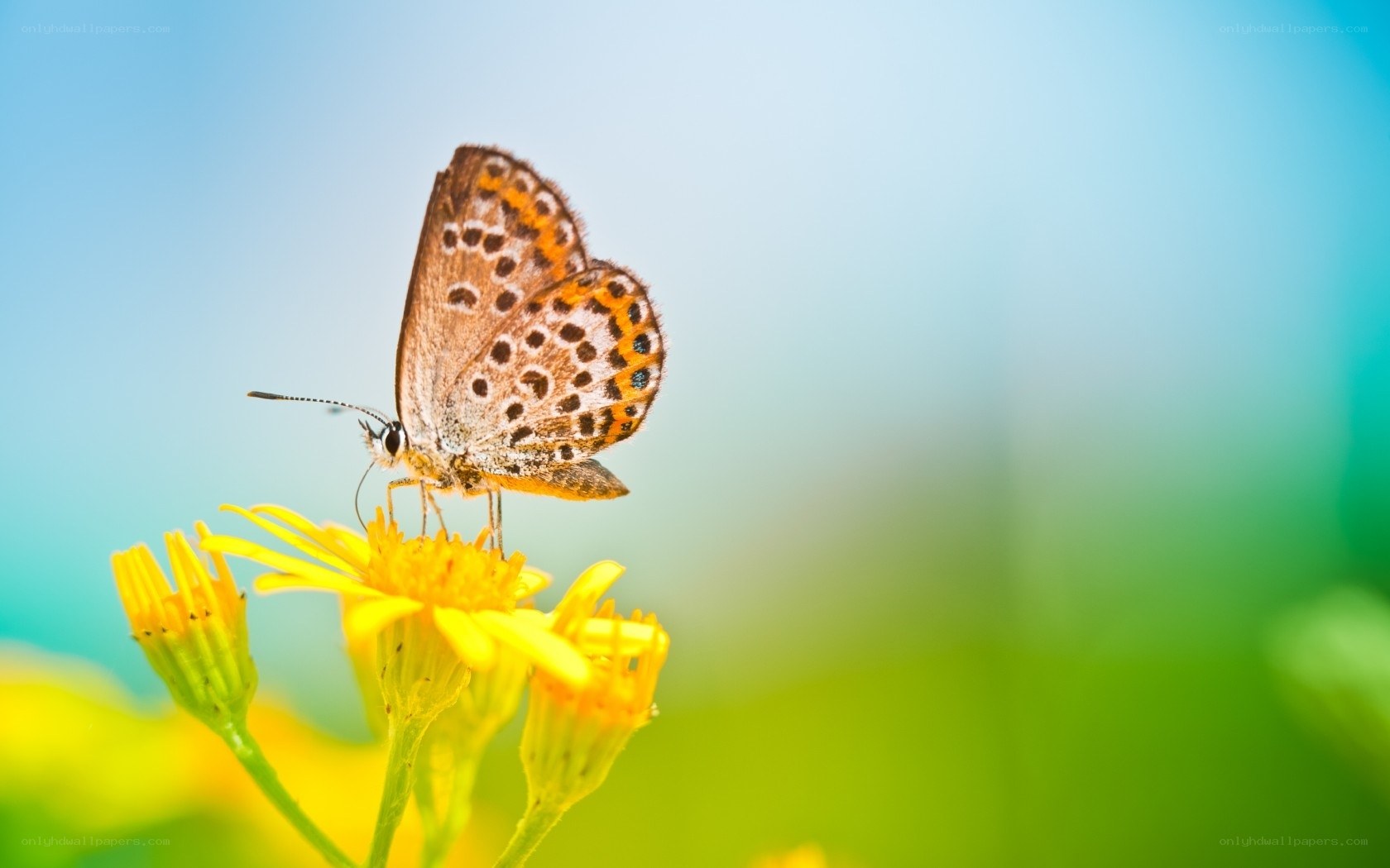 Butterfly on yellow flower