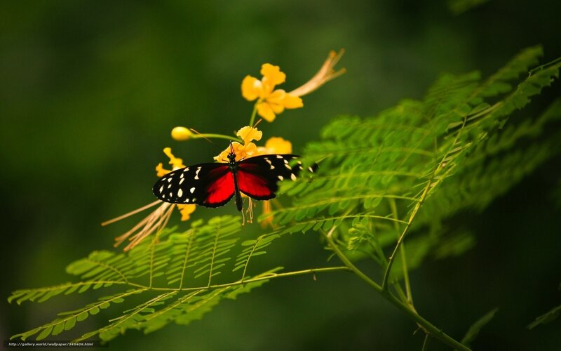 Butterfly on yellow flower