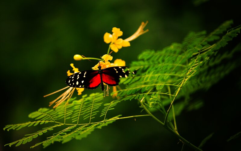Butterfly on Yellow Flower — Black, Serene