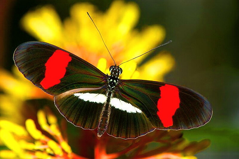 Butterfly on Yellow Flower — Black