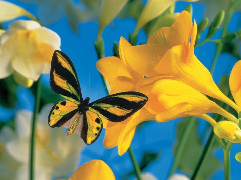 Butterfly on Yellow Flower — Bright, Afternoon