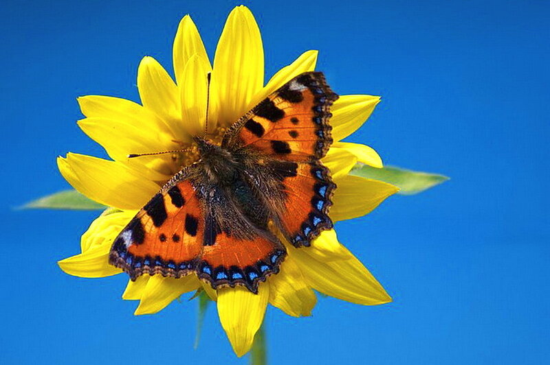 Butterfly on Yellow Flower — Bright