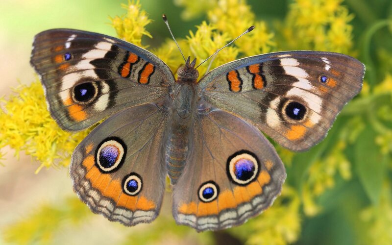 Butterfly on Yellow Flower — Brown, Calm