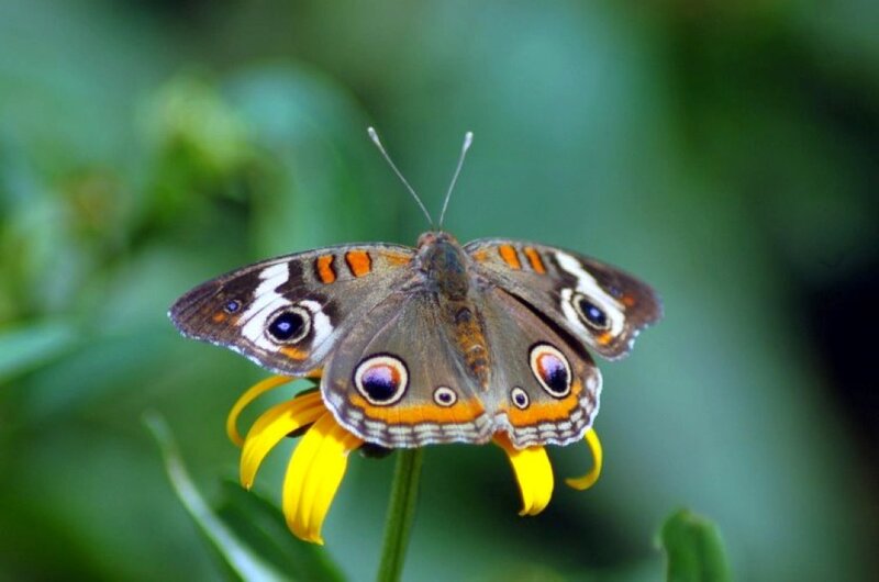 Butterfly on Yellow Flower — Brown