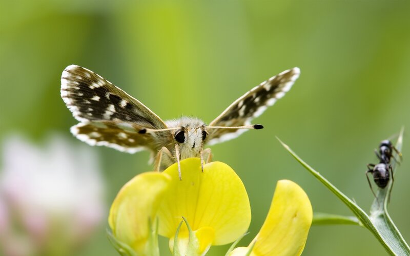 Butterfly on Yellow Flower — Calm, Afternoon, Photograph, Ant, Leaf