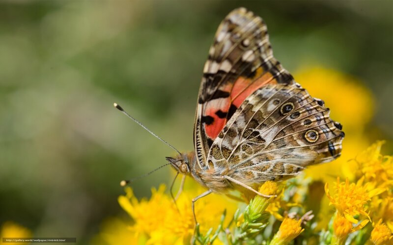 Butterfly on Yellow Flower — Calm, Afternoon, Photograph, Antenna