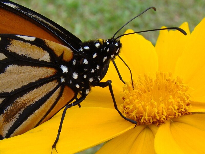 Butterfly on Yellow Flower — Calm, Afternoon, Photograph, Antennae