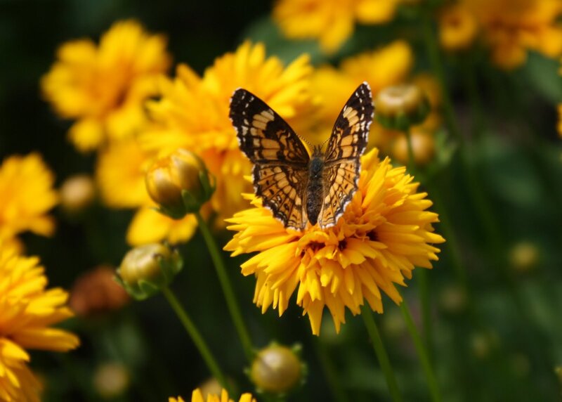 Butterfly on Yellow Flower — Calm, Afternoon, Photograph, Bud