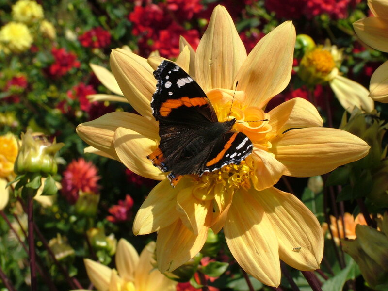 Butterfly on Yellow Flower — Calm, Afternoon, Photograph, Garden