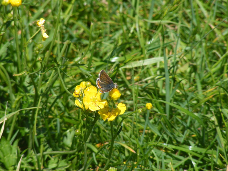 Butterfly on Yellow Flower — Calm, Afternoon, Photograph, Grass