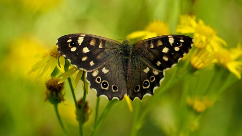 Butterfly on Yellow Flower — Calm, Afternoon, Photograph, Greenery, Green