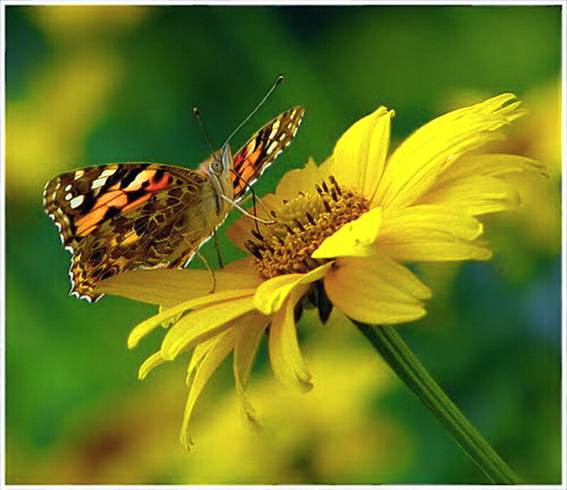 Butterfly on Yellow Flower — Calm, Afternoon, Photograph, Greenery, Insect
