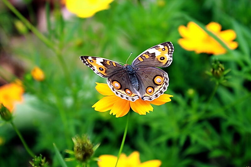 Butterfly on Yellow Flower — Calm, Afternoon, Photograph, Greenery
