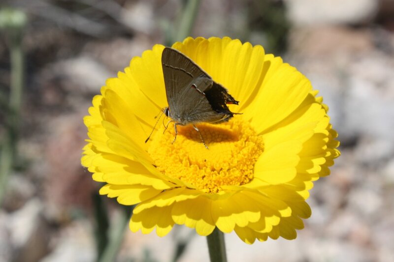 Butterfly on Yellow Flower — Calm, Afternoon, Photograph, Insect, Stem