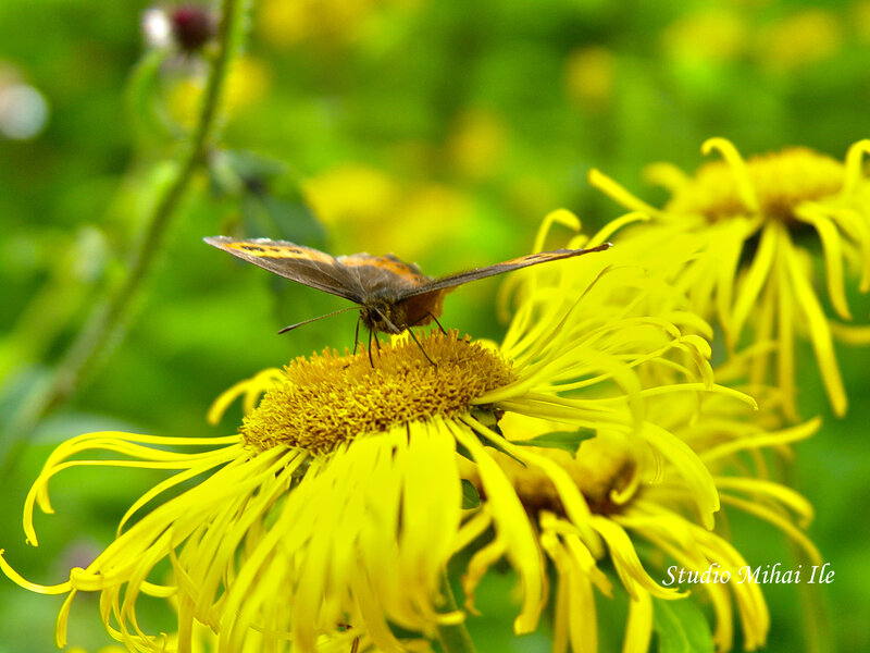 Butterfly on Yellow Flower — Calm, Afternoon, Photograph, Insect