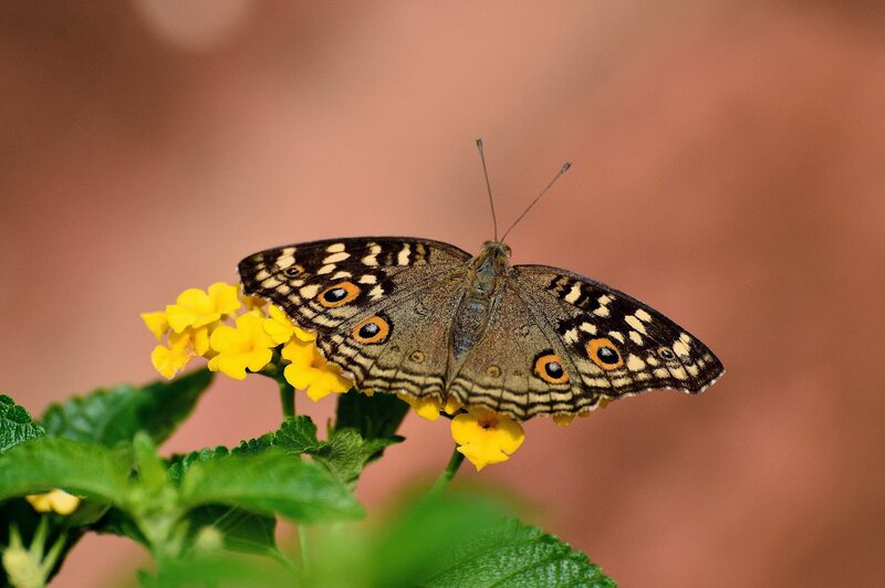 Butterfly on Yellow Flower — Calm, Afternoon, Photograph, Leaf, Antennae