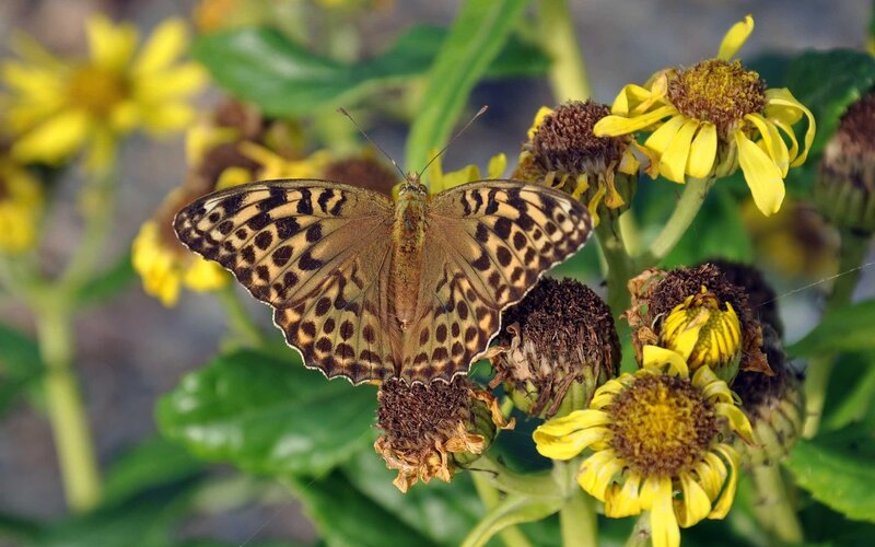 Butterfly on Yellow Flower — Calm, Afternoon, Photograph, Leaf, Plant, Brown