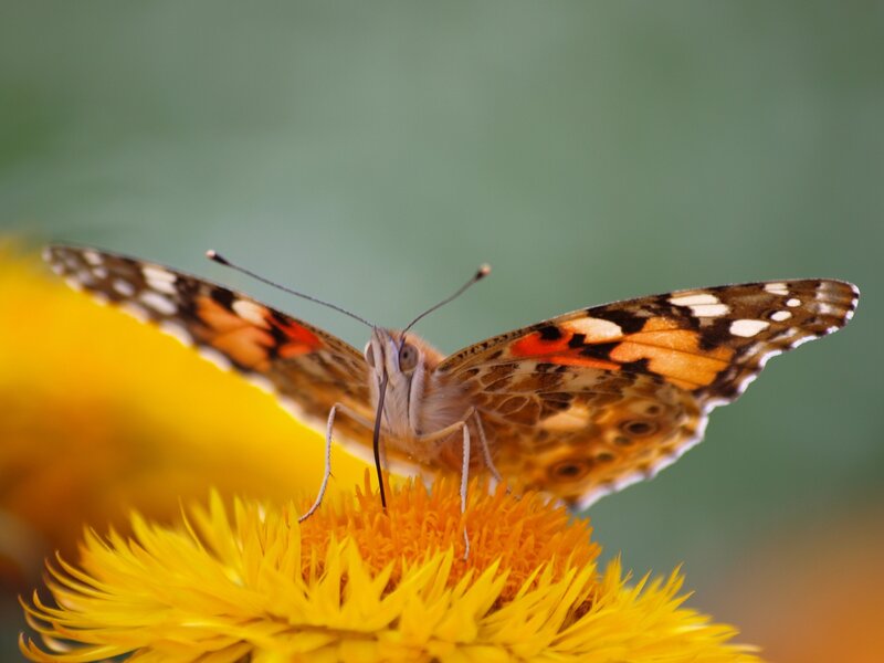 Butterfly on Yellow Flower — Calm, Afternoon, Photograph, Wings